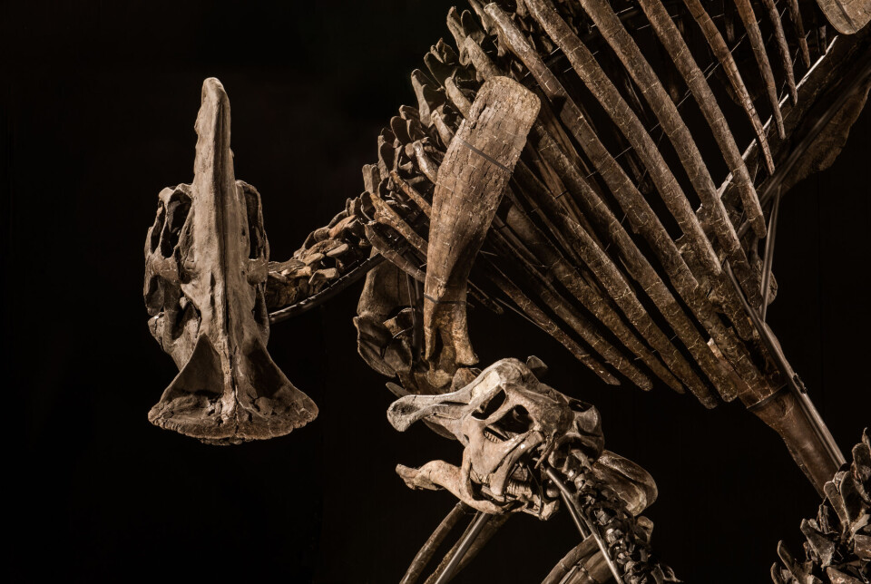 The dinosaur fossils have been put together by experts in Italy. A specially designed steel structure will hold the fossil bones up when the two dinosaurs will be on display.