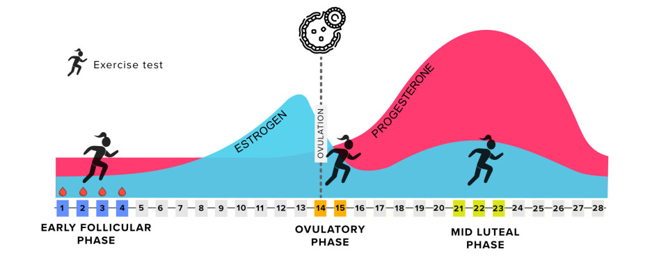 The athletes had to complete tests in three different phases of their menstrual cycle: the follicular phase, ovulation, and in the middle of the luteal phase.
