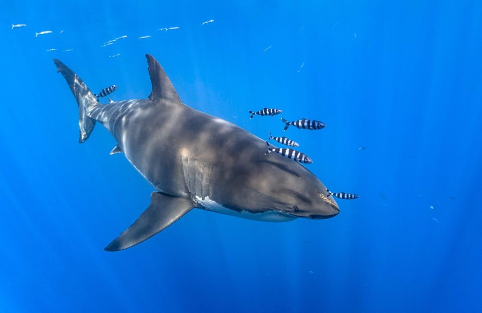 The great white shark is critically endangered in European waters.
