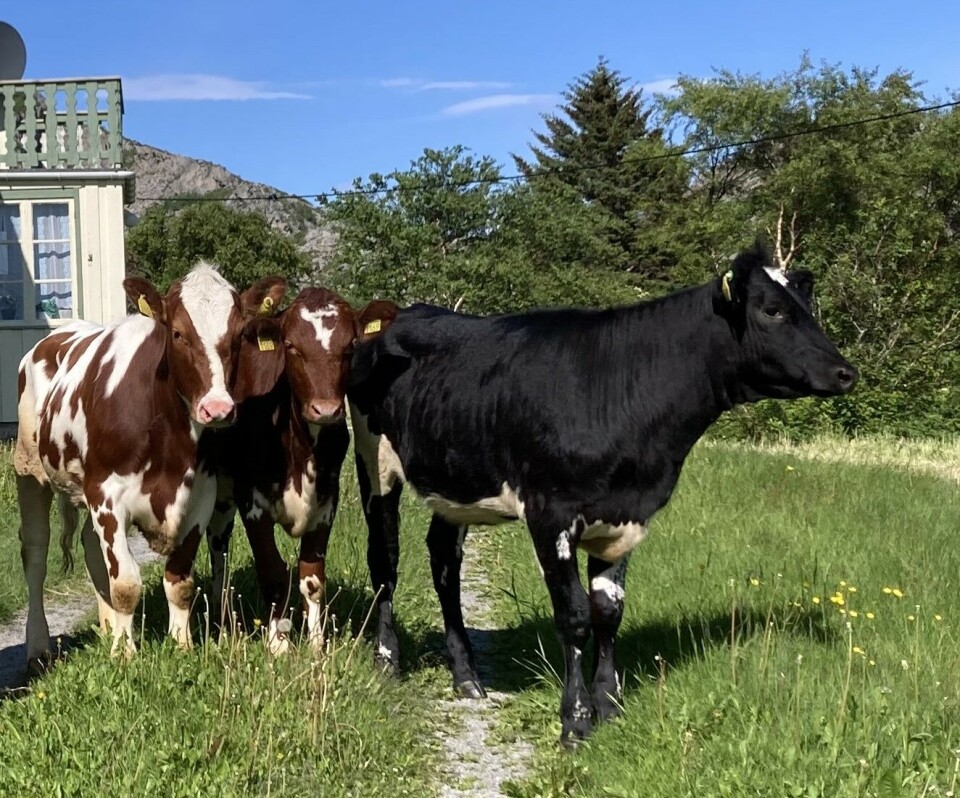Methane gas from ruminants contributes to greenhouse gas emissions. Methane gas from ruminants contributes to greenhouse gas emissions.