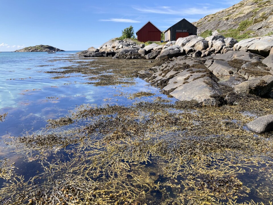 Seaweed contains substances that can reduce methane production in the rumen of ruminants. The content of these substances varies throughout the year, according to research. Seaweeds contain substances that can reduce methane production in the rumen of ruminants. The content of these substances varies throughout the year, research shows.