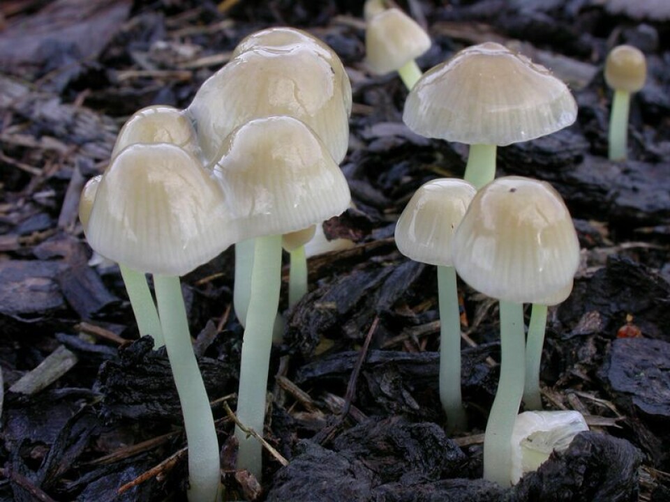 Mycena epipterygia, as shown in the photo, grows in dead plant material. Sopp