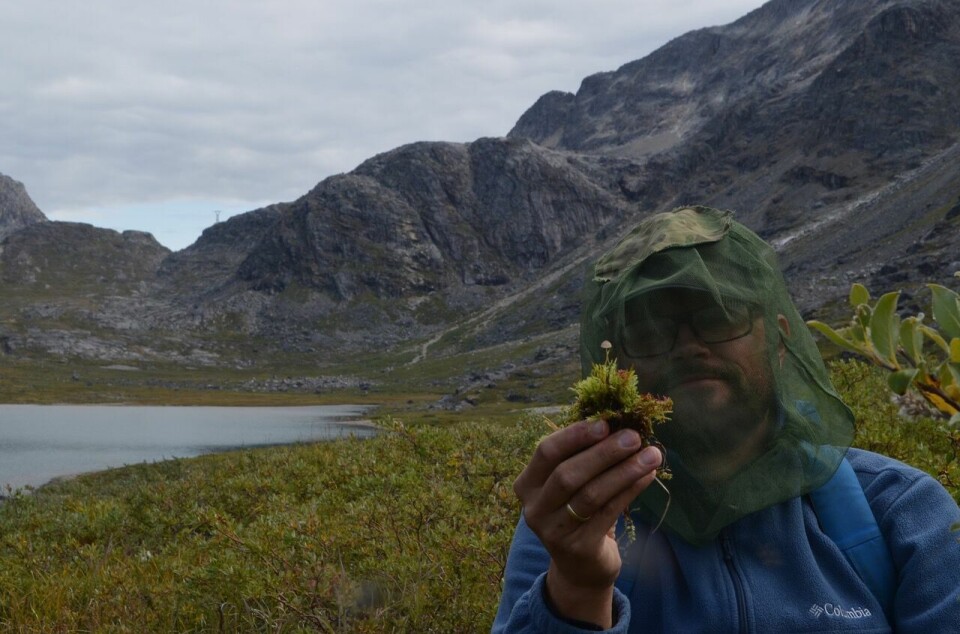 Christoffer Bugge Harder during fieldwork in Svalbard. The fungus he is holding is a Mycena filopes. Forsker med sopp