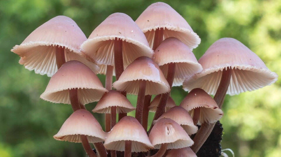 Mycena haematopus – small but beautiful fungi.