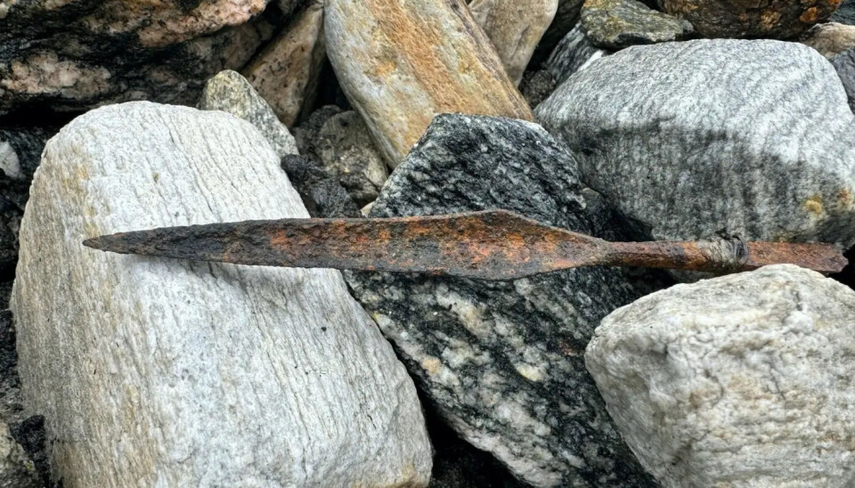 The three-bladed arrowhead was found about a metre away from the shaft. Close up of a three-bladed arrowhead amongst some rocks.