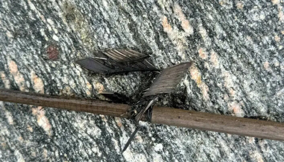 The back end with intact fletching.