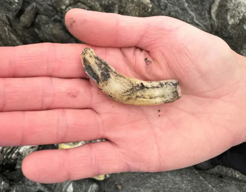 Archaeologists have previously found traces of horses and other animals at Lendbreen. This time – a large horse tooth. A horse tooth in the palm of a hand.