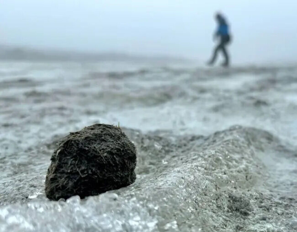 And lots of horse dung! Horse dung on the ice, with a person walking in the far distance.
