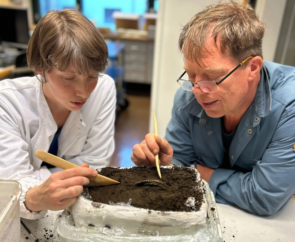 Conservator Hege Ingjerd Hollund and archaeologist Volker Demuth are carefully unearthing a Viking treasure from a clump of soil inside the museum in Stavanger. A woman in a white coat and a man in a blue shirt use wooden tools to scrape soil.