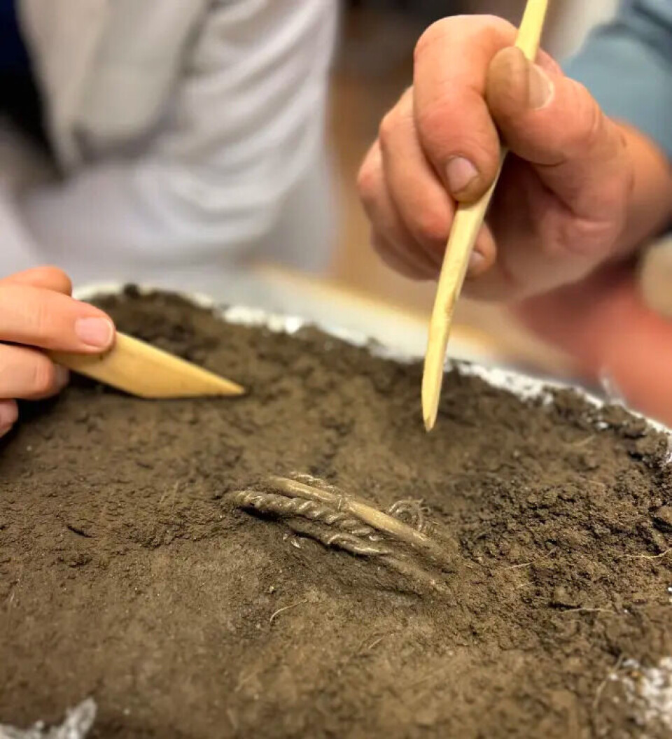 The silver treasure was found exactly where it was buried by the Vikings. That is rare. Close up of the arm rings encased in soil.