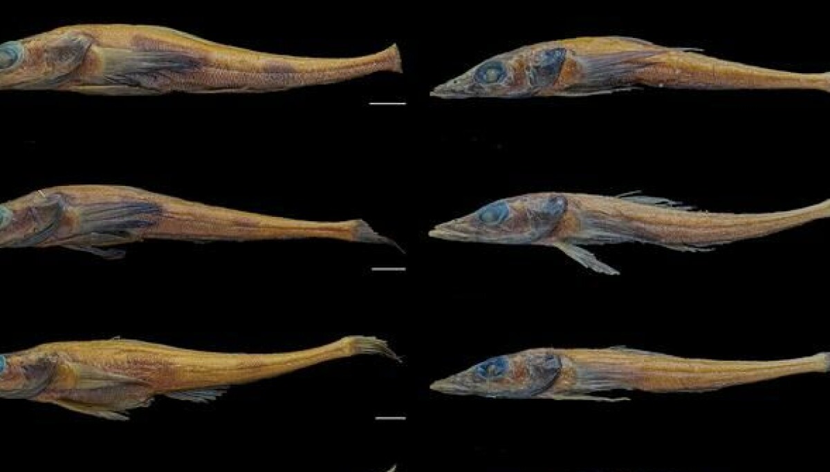 Colorless Fish Researchers have discovered a previously unknown fish in the waters off ...