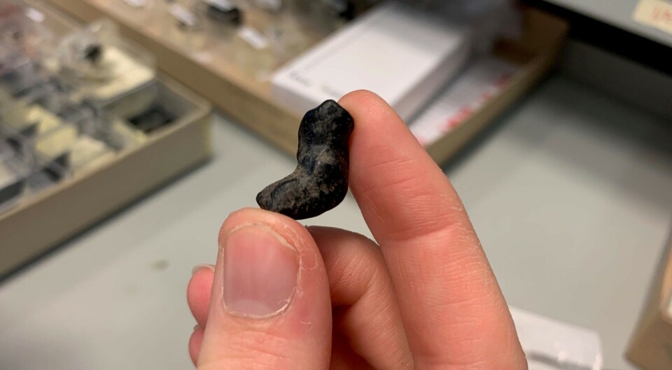 Some of the coprolites still have a slight spiral shape. We know that sharks produced poop that looked like this. En hånd holder opp en liten bøyd stein.