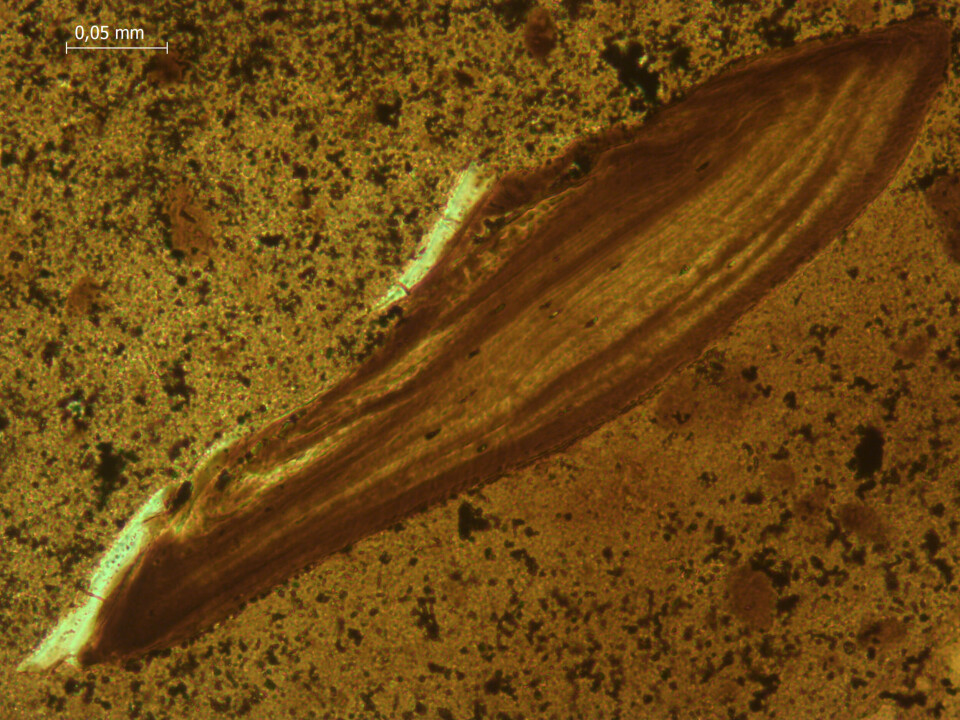 A microscope image of one of the thin coprolite slices shows a fish scale. Et mikroskopbilde viser en langstrakt struktur med langsgående streker.