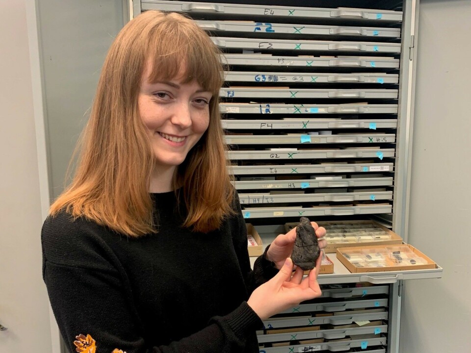 The vast majority of faeces are quite small, despite the fact that the animals that produced them might have been quite large – sometimes a metre long or more. But there are also bigger faeces. Here, Simonsen shows off the collection’s largest one. En ung kvinne står foran et skap med mange smale skuffer. Hun holder opp en bæsjeformet stein på størrelse med et stort hønseegg.