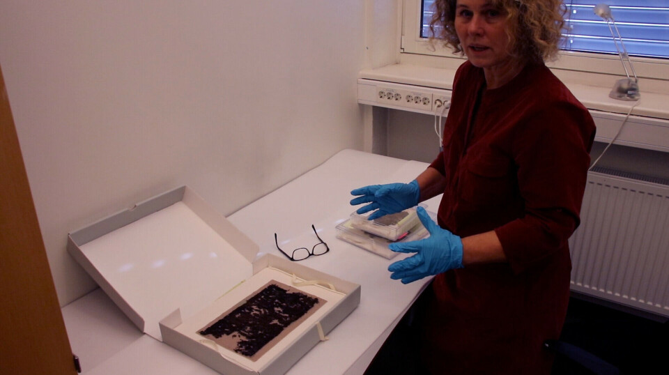 Marianne Vedeler has retrieved the small and invaluable tapestry with the tree motif from the Oseberg find. The textiles are usually stored in protective boxes because they are sensitive to light.