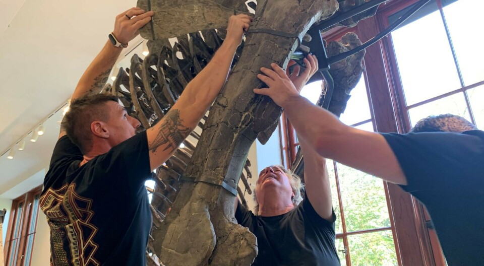 How do you assemble a dinosaur?