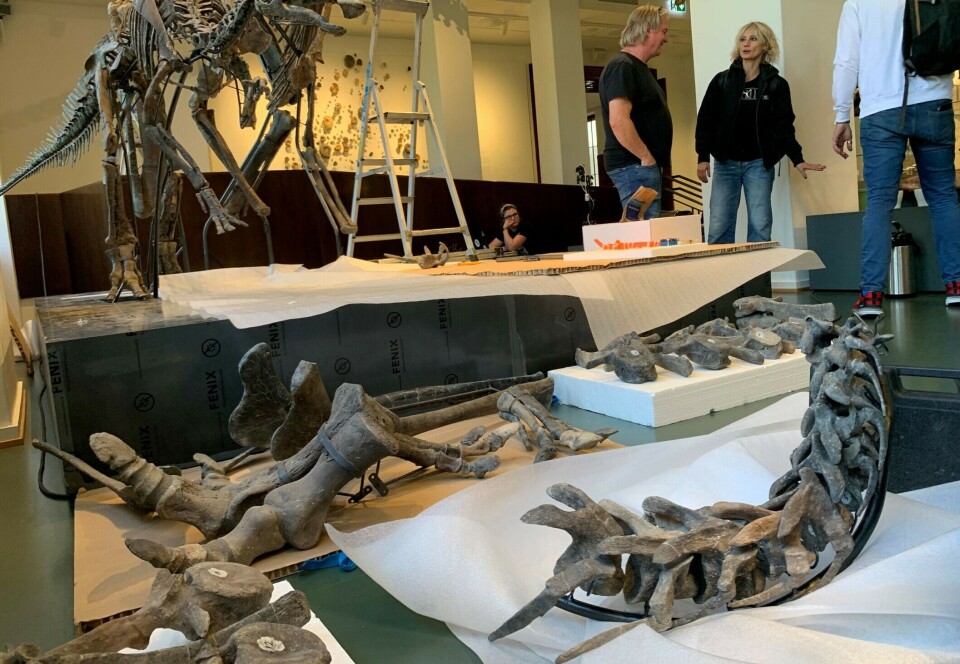 Zelda's tail and legs are still not mounted. Hurum is discussing the way forward with experts from Italy. Palaeontologist Aubrey Roberts is observing the construction process in the background.