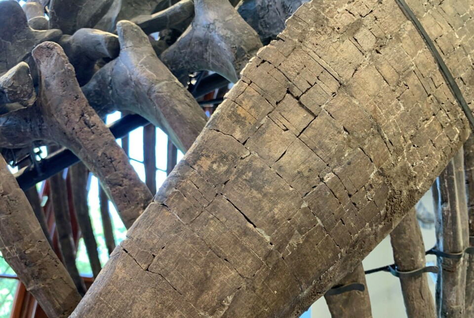 The real dinosaur bones are very fragile. They must be glued together as they are being excavated. It takes tens of thousands of hours to prepare a dinosaur skeleton for display.