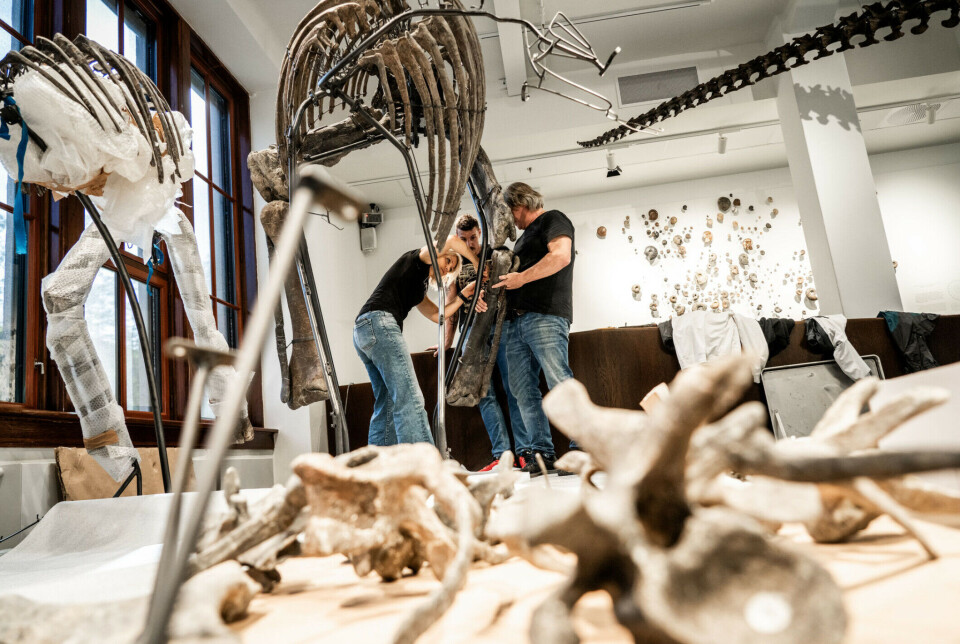 Giorgia Bacchia and Manfredi Musumeci prepare and assemble dinosaur skeletons for clients all over the world.