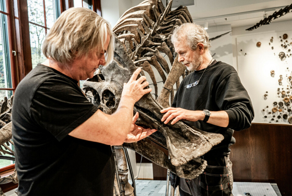 Professor Jørn H. Hurum and department engineer Bjørn Lund are working on the final details of assembling Norway's first two real dinosaur skeletons.