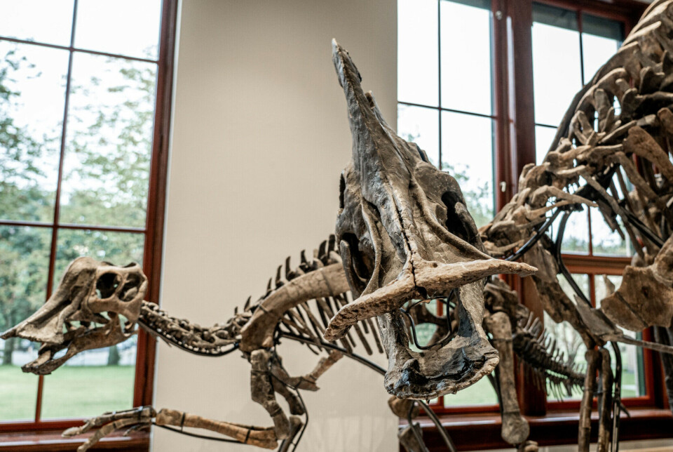 Zelda and Zara are duck-billed dinosaurs of the species Hypacrosaurus stebingeri.