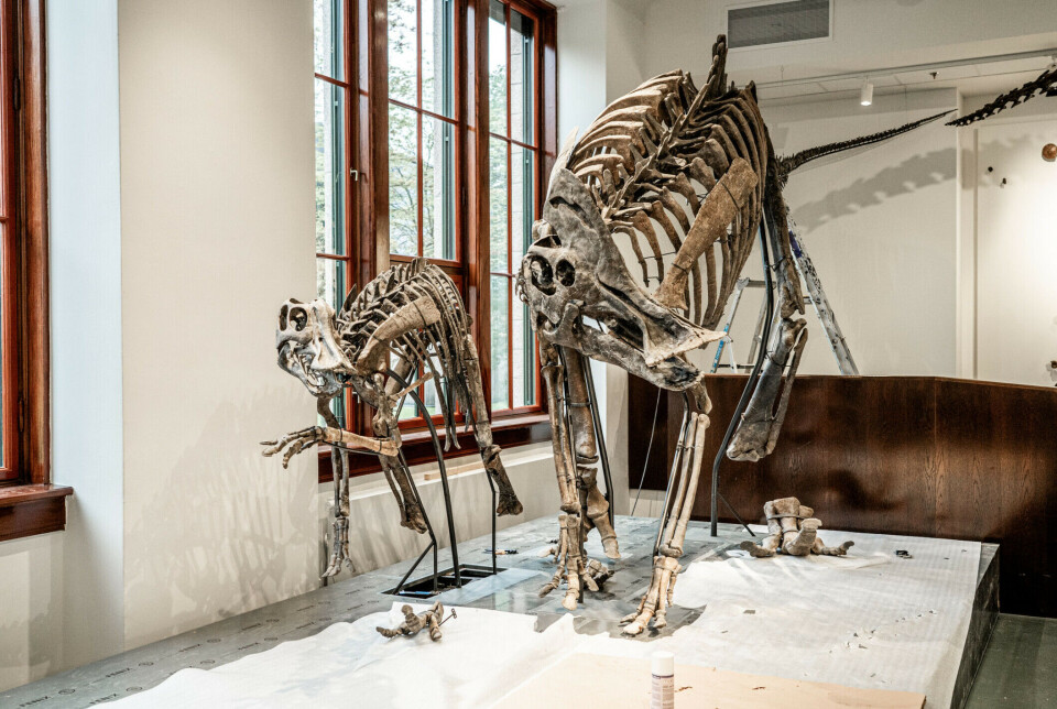 The head is in place, and the tail has found its spot. Only one foot remains before the public can admire the two genuine dinosaurs at the Natural History Museum in Oslo.