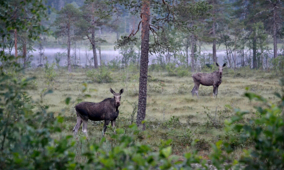 Marshlands will become increasingly important for moose in the warmer climate of the future.