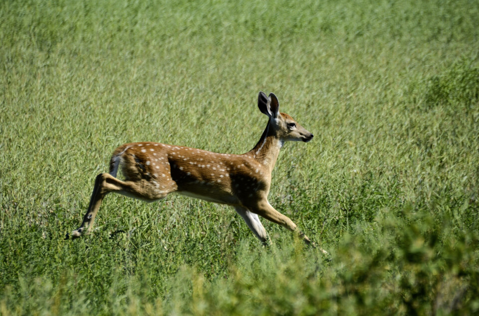 White-tailed deer (Odocoileus virginianus).