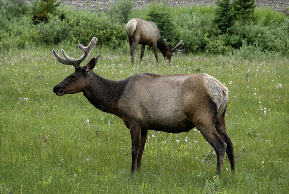 Wapiti (Cervus canadensis). Two elks in a meadow.
