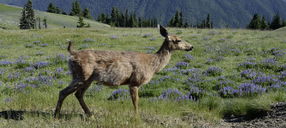 How will deer species be affected by climate change?