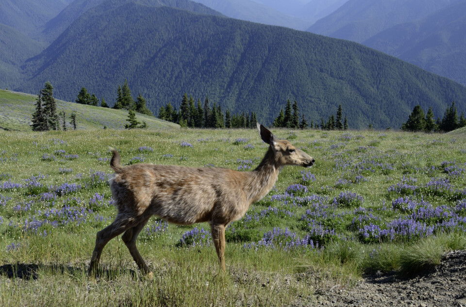 Mule deer (Odocoileus hemionus). A deer on a meadow with mountains in the background.