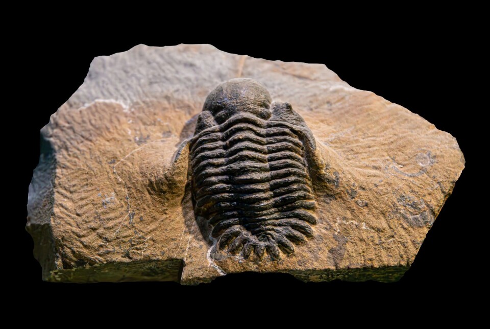 Trilobites were the most successful animal to emerge during the Cambrian explosion. They had an exoskeleton on their backs and lived on Earth for almost 270 million years before disappearing during a mass extinction 252 million years ago.