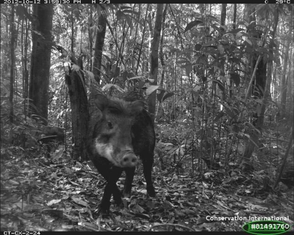 Peccaries are lunar philic, and more active when there is more light from the moon. Taken by a wildlife camera. Dyr i skogen
