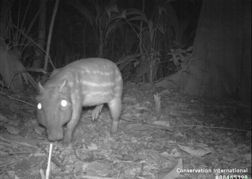 Pacas are lunar phobic and less active when there is more light from the moon. Taken by a wildlife camera. Nattbilde av dyr i skogen