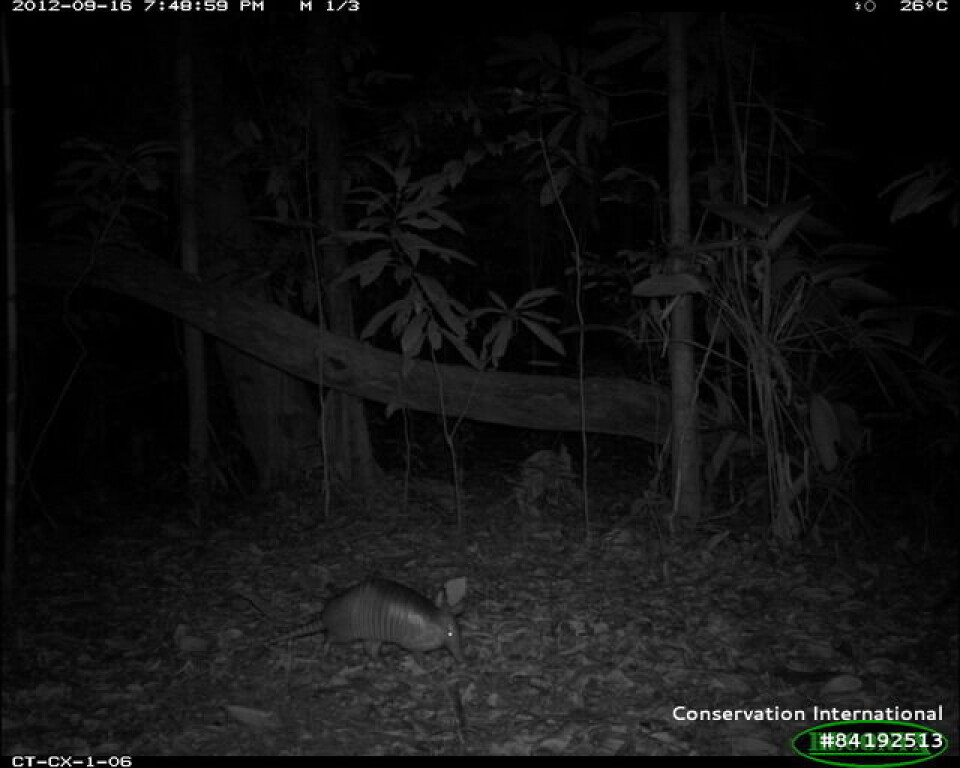 Armadillos are lunar phobic and less active when there is more light from the moon. Taken by a wildlife camera. Nattbilde av armadillo i skogen