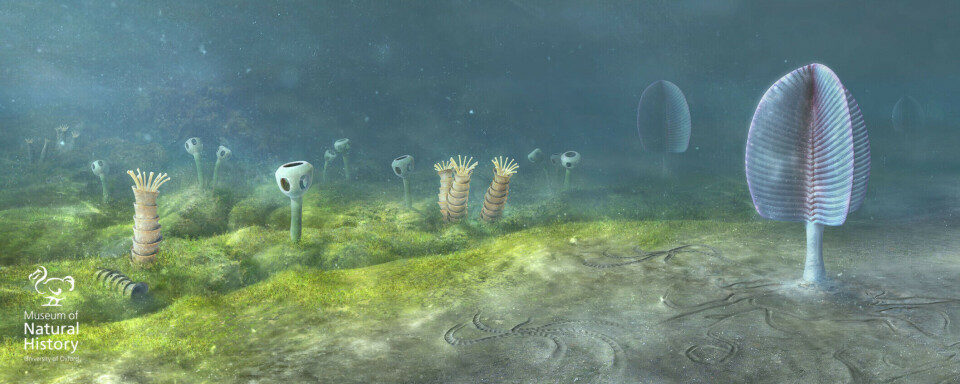 The first ‘animal life’ was completely different from what exists today.