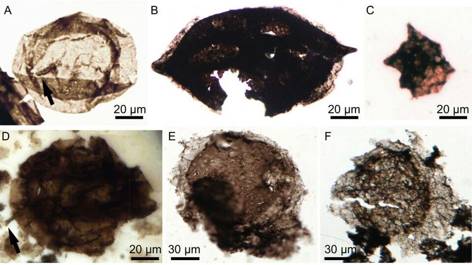 Some of the microfossils found by the researchers.