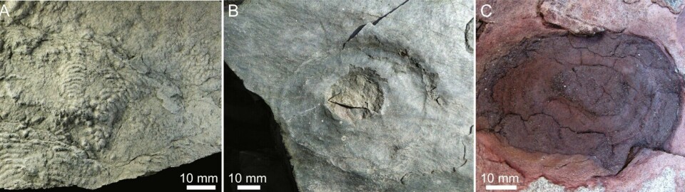 Slightly larger fossils found in Finnmark. These are from a few million years after the Snowball Earth period.