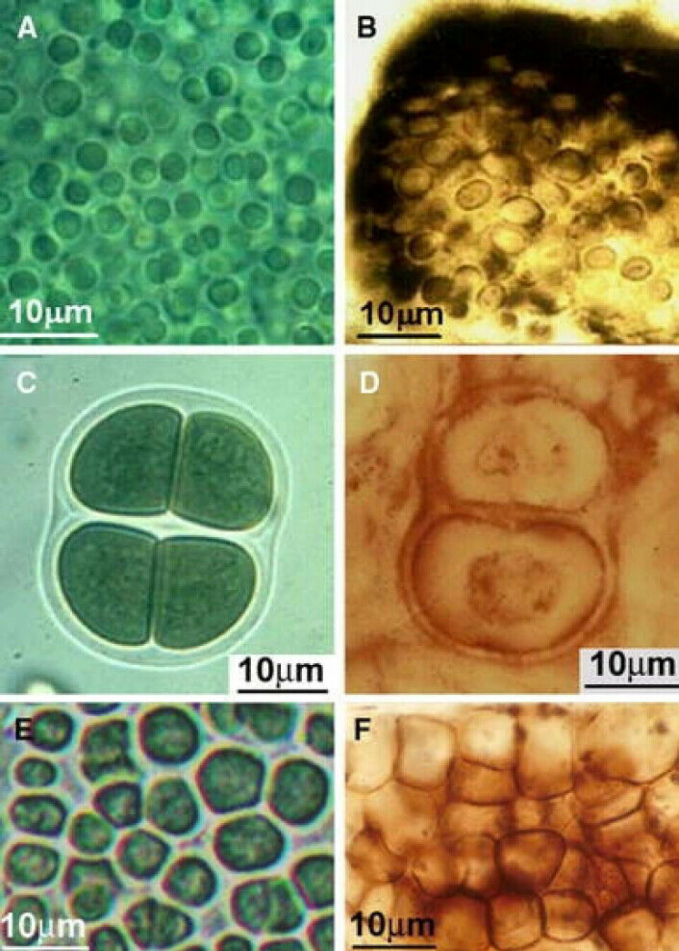On the left, cyanobacteria from today. On the right, fossils of the cyanobacteria that are more than two billion years old. Do you see the similarity?