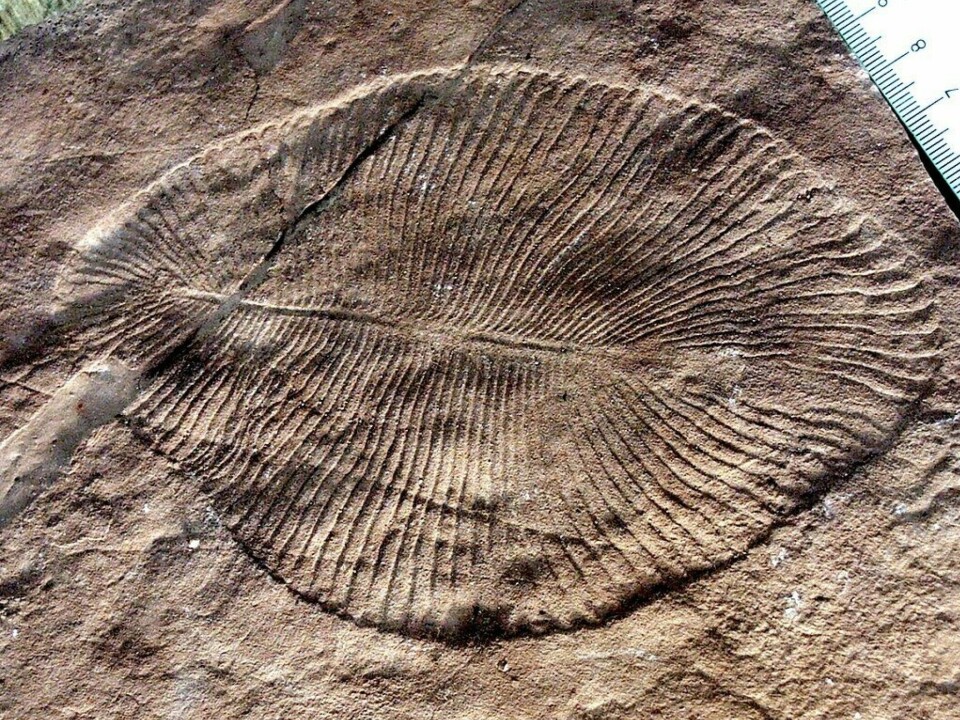Dickinsonia is perhaps the most famous animal that arose not too long after the end of the last Snowball Earth events. The animal ranged from a few millimetres to 1.4 metres in size and was only a few millimetres thick. The animal has a typical bilateral symmetry – just like us humans.