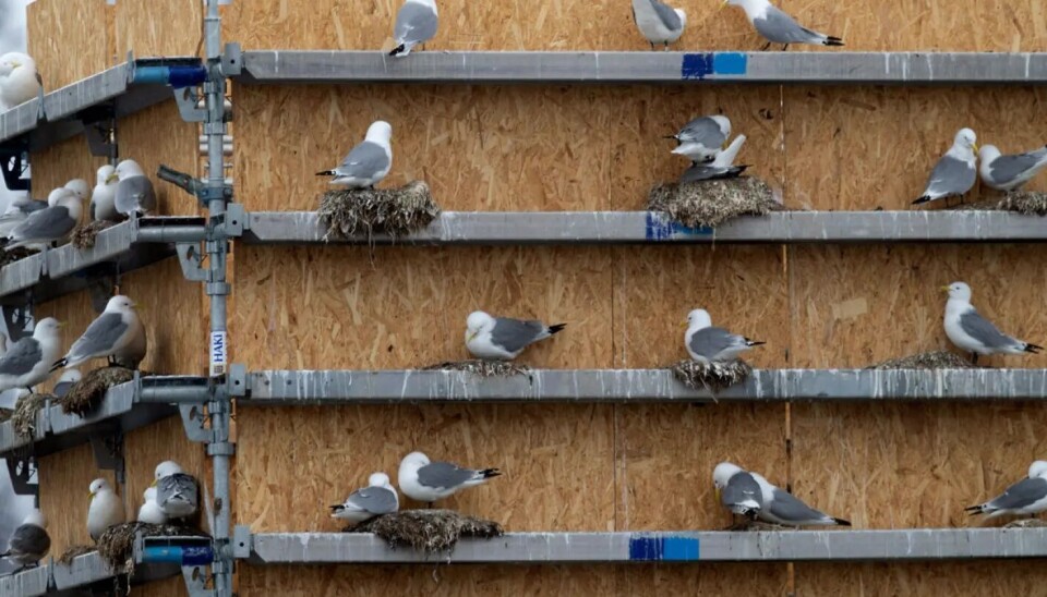 The kittiwake is an expert at clinging to small ledges on mountains. Researchers are trying to create similar cracks and ledges on the hotels.