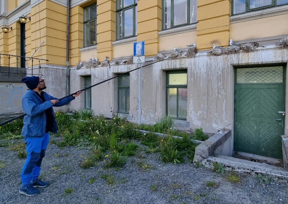 The kittiwakes build nests on narrow ledges. Researchers want to move them into their hotels.