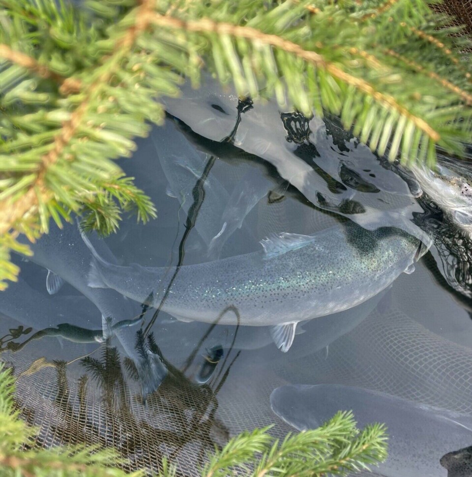 The distance from forest to fish will become even shorter.