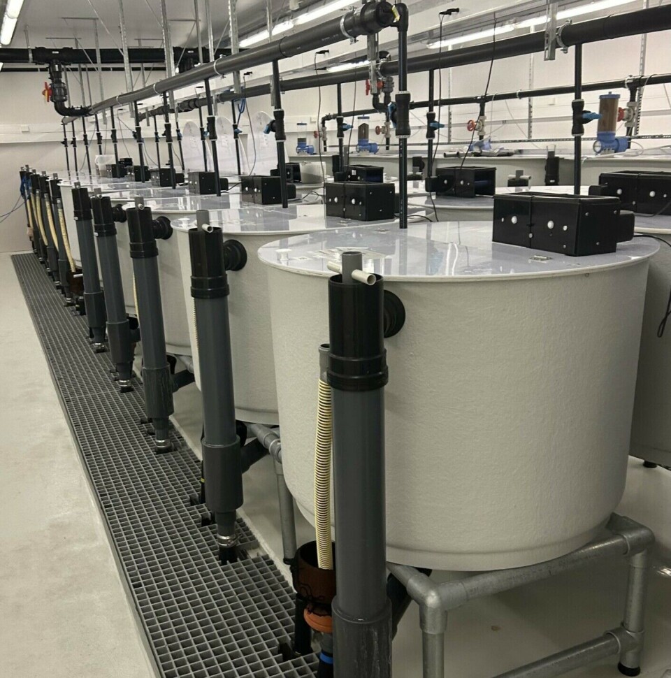 So far, the feed is being trialled on the fish in these tanks. Now, trials are starting on fish farms.