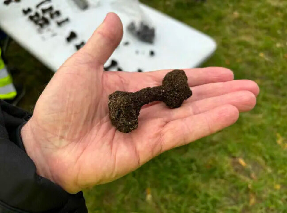 A total of over 1,300 rivets have now been found in the Myklebust burial mound. A rivet in the palm of a hand.