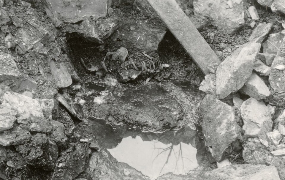The skeleton as it was found in 1938.