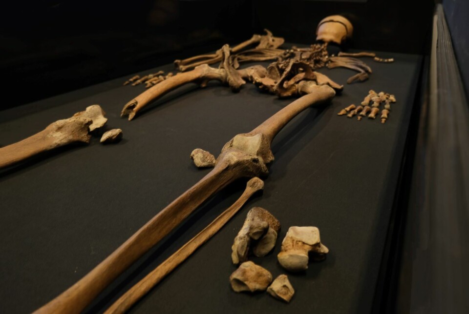 At the NTNU Science Museum, you can see the earthly remains of the man from Sverris Saga until 2025. Skjelett på et bord