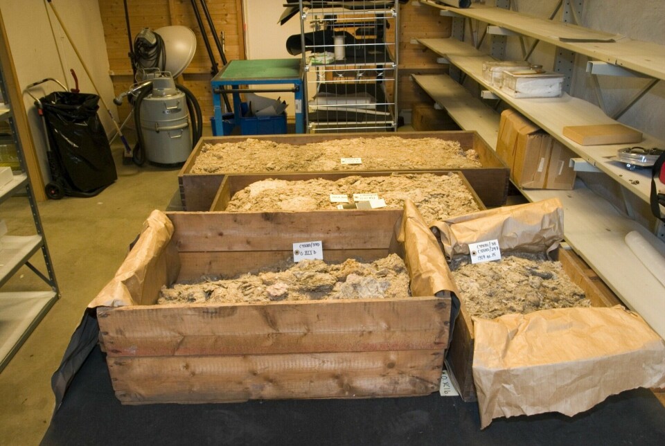 Some of the boxes of down from the Oseberg Ship during the repacking in 2009.