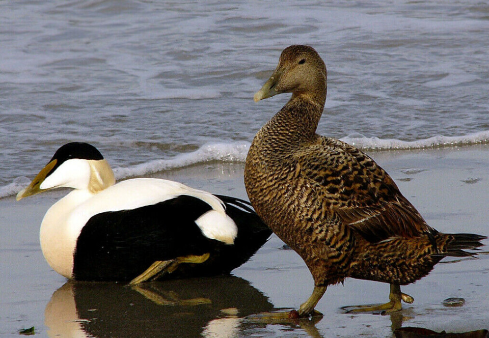 Common eider ducks, male on the left and female on the right.