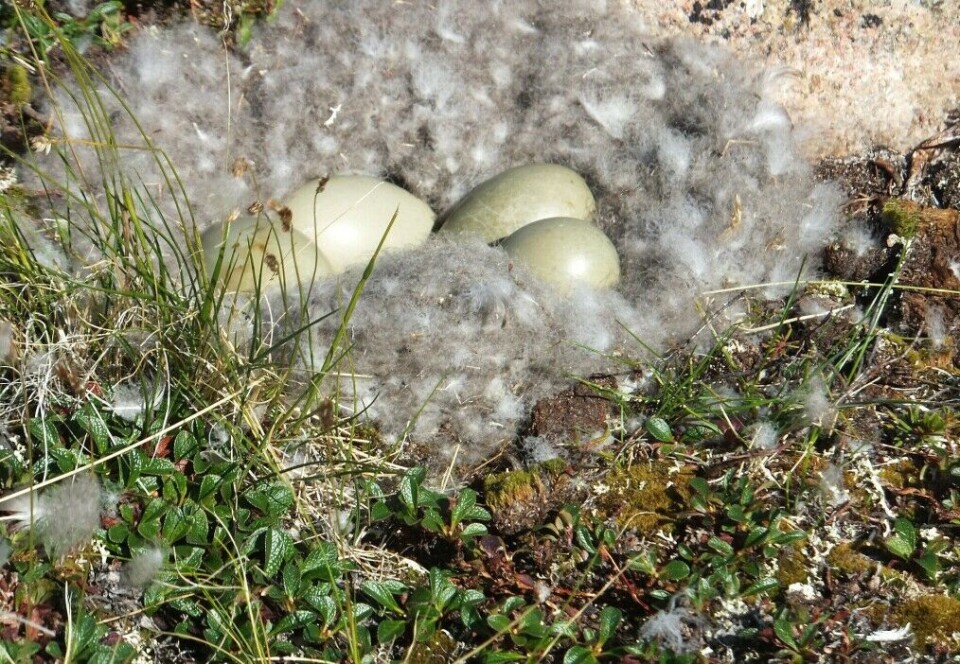An eider nest with eggs and lots of down.